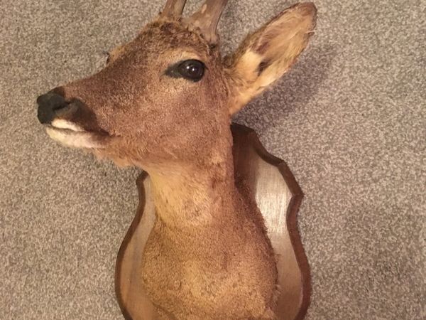 Superb Vintage Taxidermy Deer Head on Oak Plaque