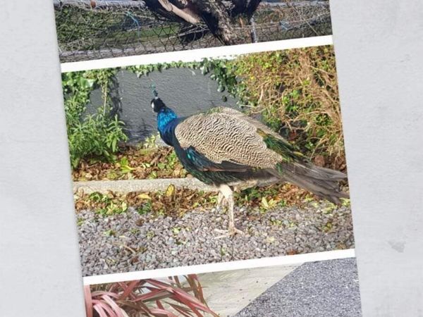 Indian blue peacocks for sale