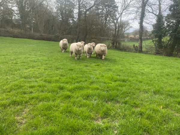Pedigree Poll Dorset Ram Lambs