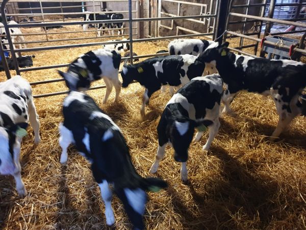 Freisian bull Calves