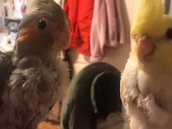 Cockatiels (on hold)