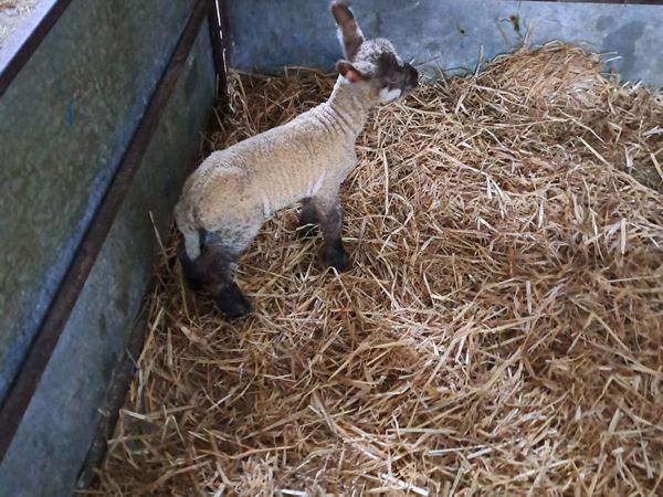 Foster lamb for sale