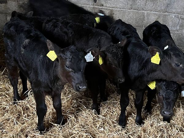 10 AA home bred calves,