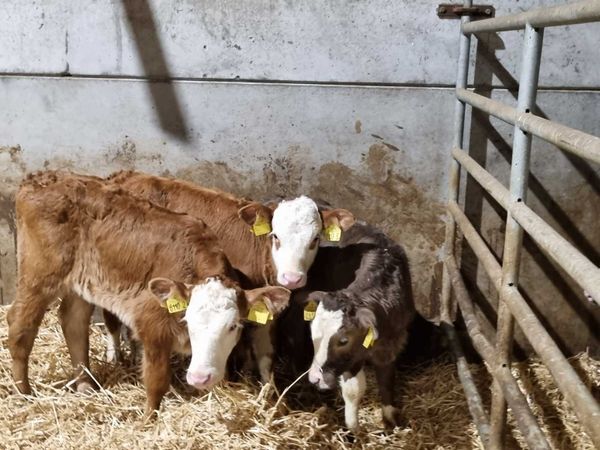 3 heifers calves for sale