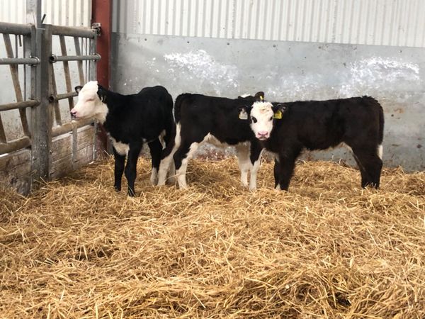 3 smashing Hereford heifer calves for sale