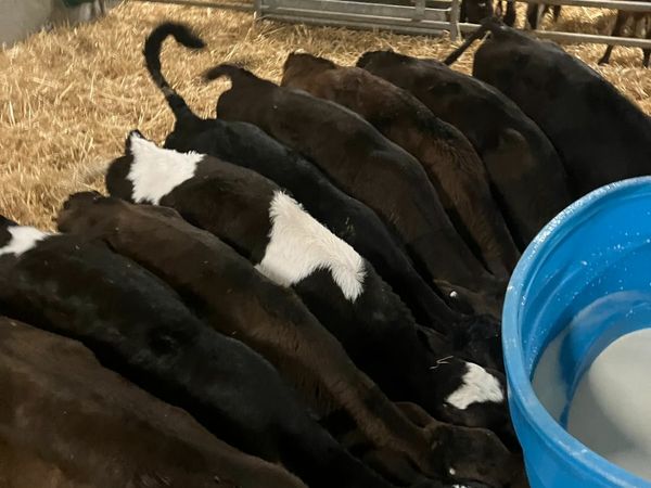 Top quality crossbred heifer calves