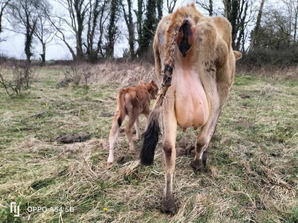Jersey Cow and heifer calf pure bred