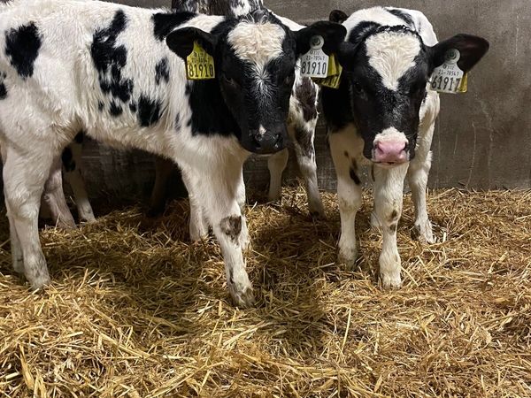 🌟5 super sweet continental heifer calves 🌟