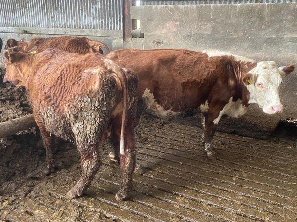 **Suckler cows for sale Thurs 30th March**