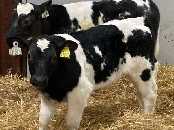 8 Serious Belgian Blue Bull Calves