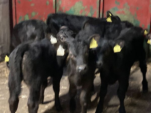 12 Proper Black Angus Heifer Calves