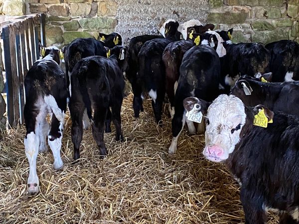 8 Smashing Heifer Calves
