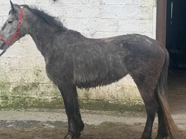 Connemara filly for sale