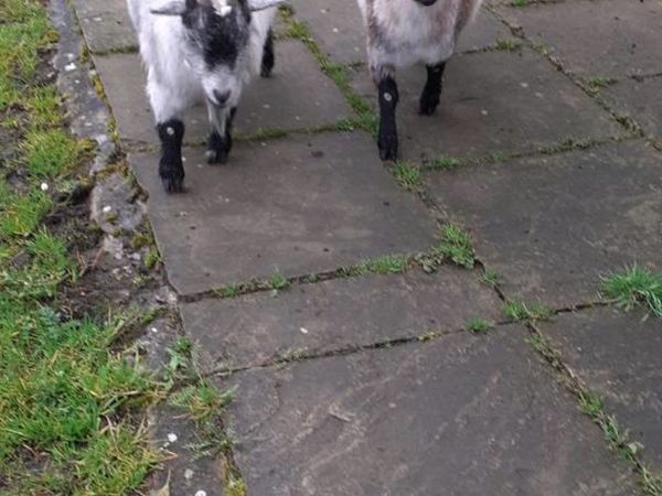 2 female pygmy goats