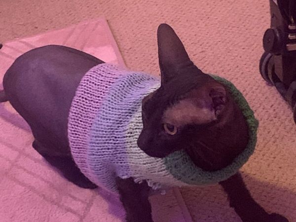 Pedigree Sphynx/Russian Blue cat FREE TO GOOD HOME