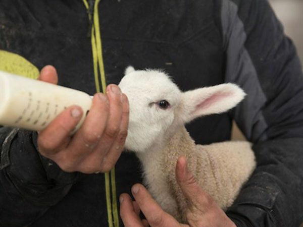Pet Lamb/Foster Lamb for sale