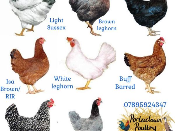 Isa brown & coloured pullets for sale chickens hen