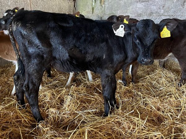 10 Crossbred Heifer Calves