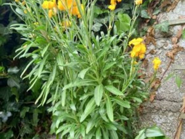 Wallflowers for sale, ready for planting