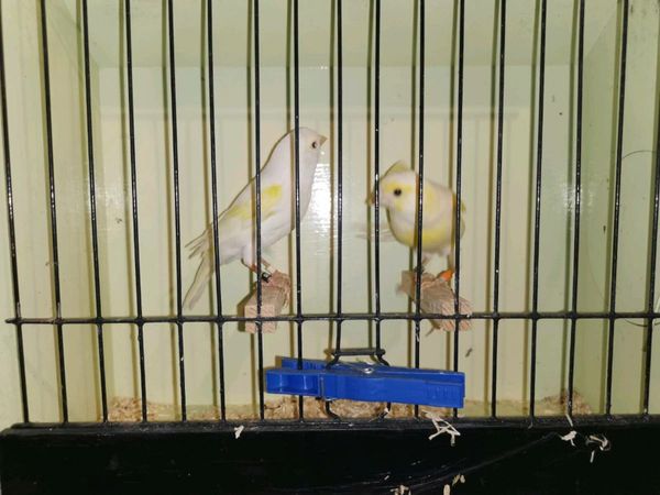 Golden dimorphic canaries
