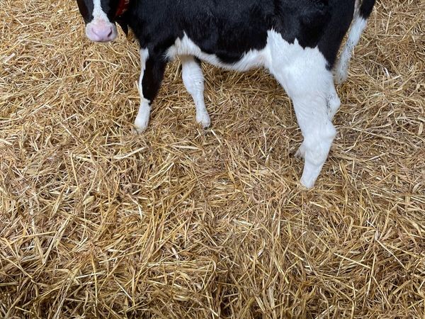 5 Dairy calves