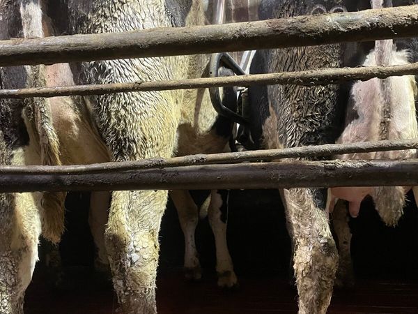 12 calved heifers