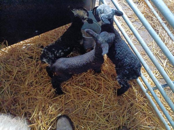 Dutch Spotted X Mule pet lambs for sale