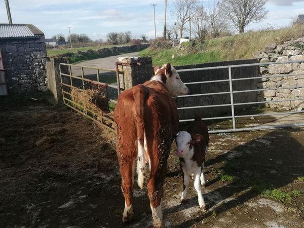 Hereford Heifer with calf at foot