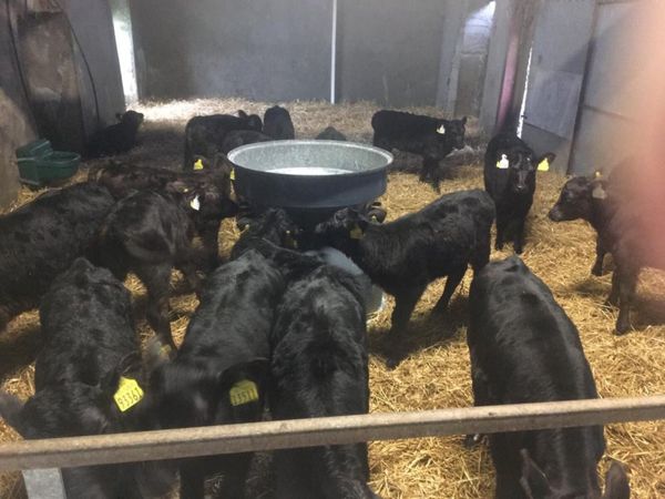 20 AAX Heifer Calves