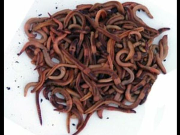 Fresh Worms