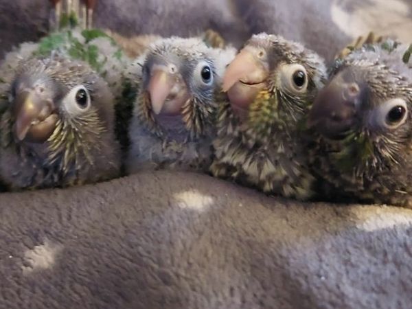 Adorable handreared conure parrots