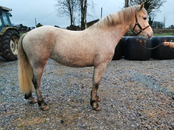 Lot. 25 Clifden Sales - 14.2hh  3yr old Connemara Filly