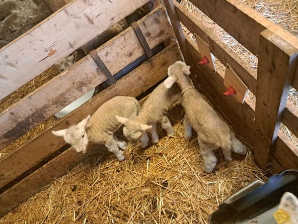 Foster lambs