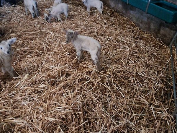 Foster/Pet Lambs