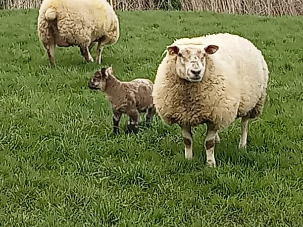 Hogget ewes and lambs
