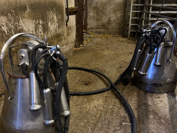 Gascoigne stainless steel milking buckets