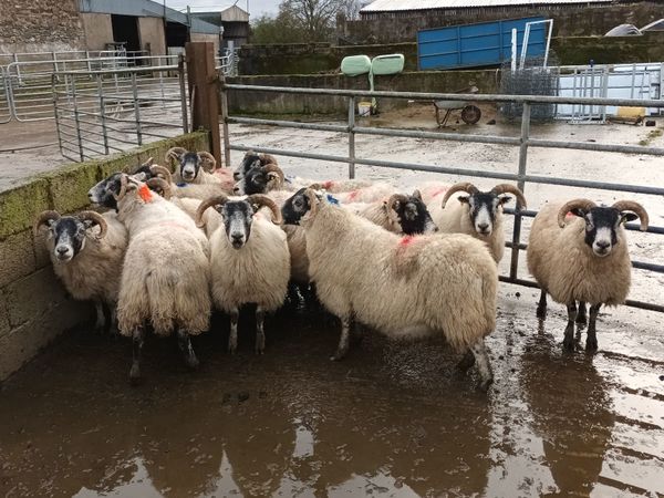 In-lamb Lanark Type Ewes