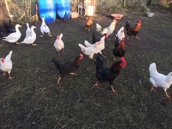 Hens, Pairs and Muscovy ducks