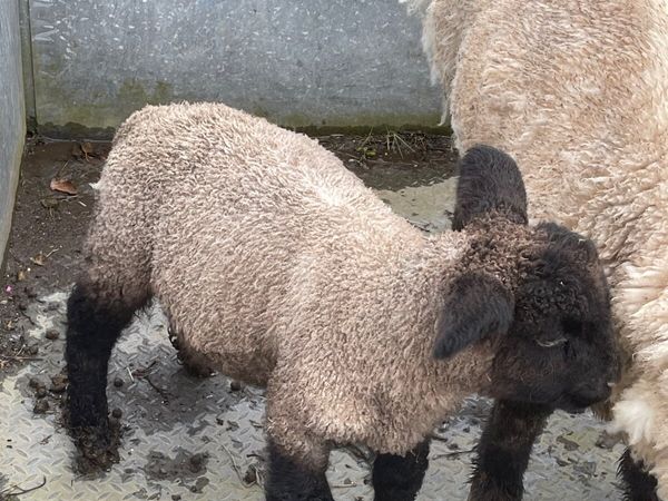 Pb reared suffolk ram lamb