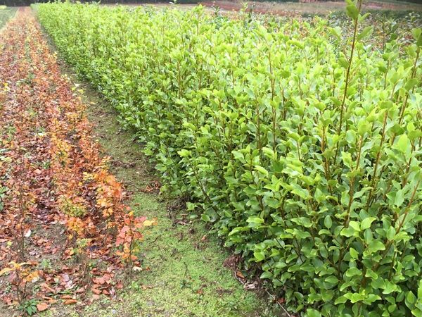 Griselinia hedging free delivery