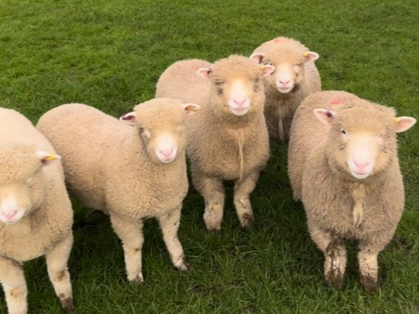 Pedigree registered Dorset ewe lambs