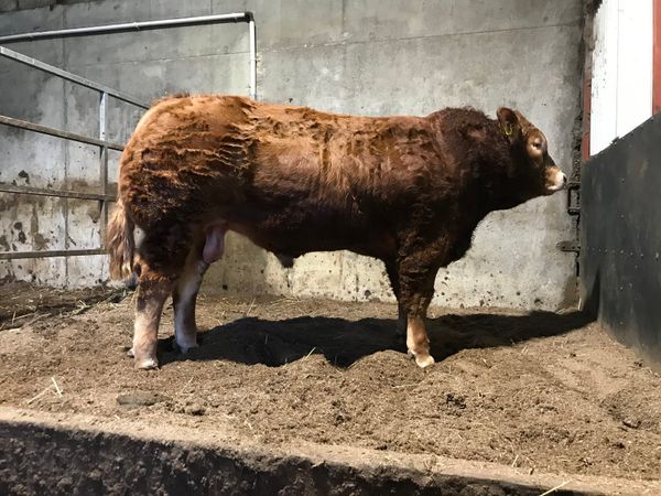 Trueman Limousins offer Pedigree Bulls for sale