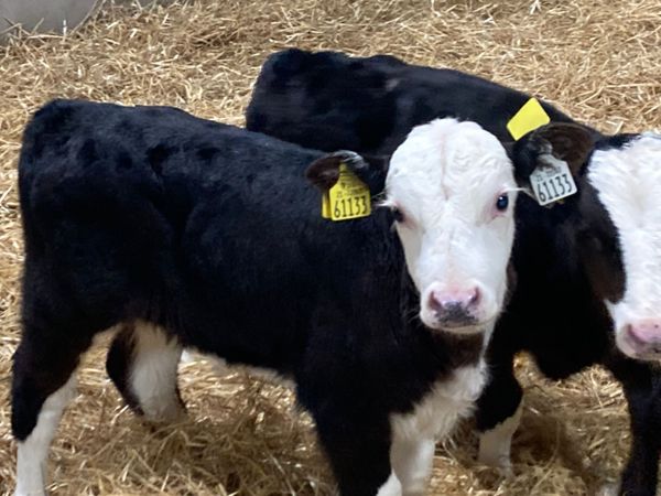 Super 6 Week Old HEX & SIMX Bull Calves