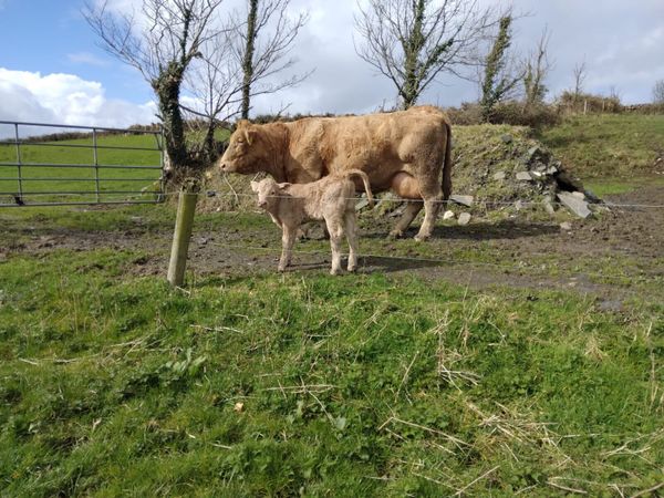 Charolais Cow with Calf at foot