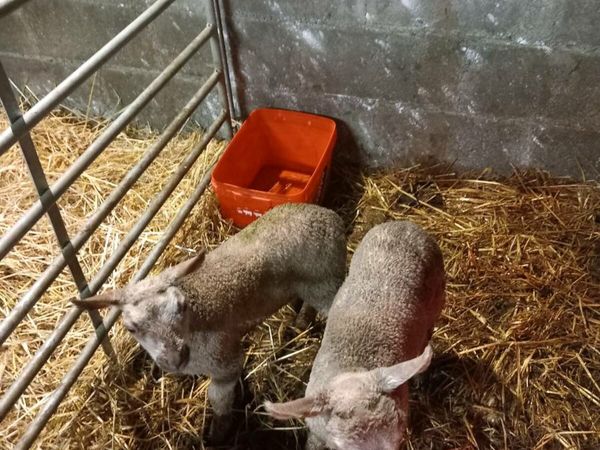 Foster lambs