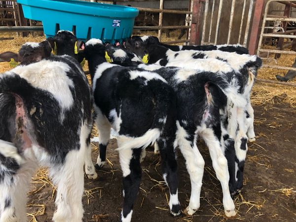 8 super Belgium blue heifer calves