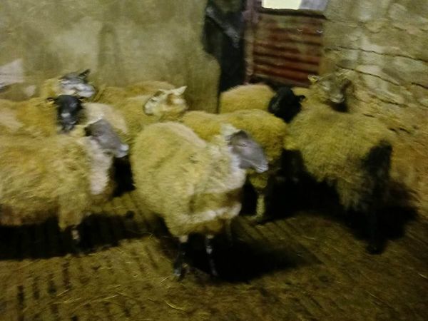 9 ewe lambs