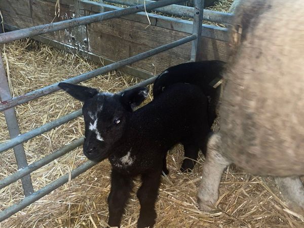 Dutch spotted Pet lambs