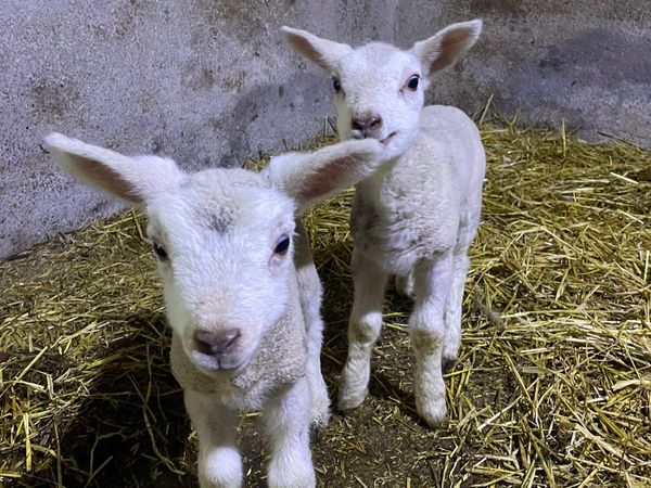 Foster / Pet lambs