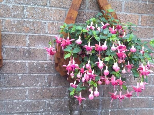 Flower Hanging Basket